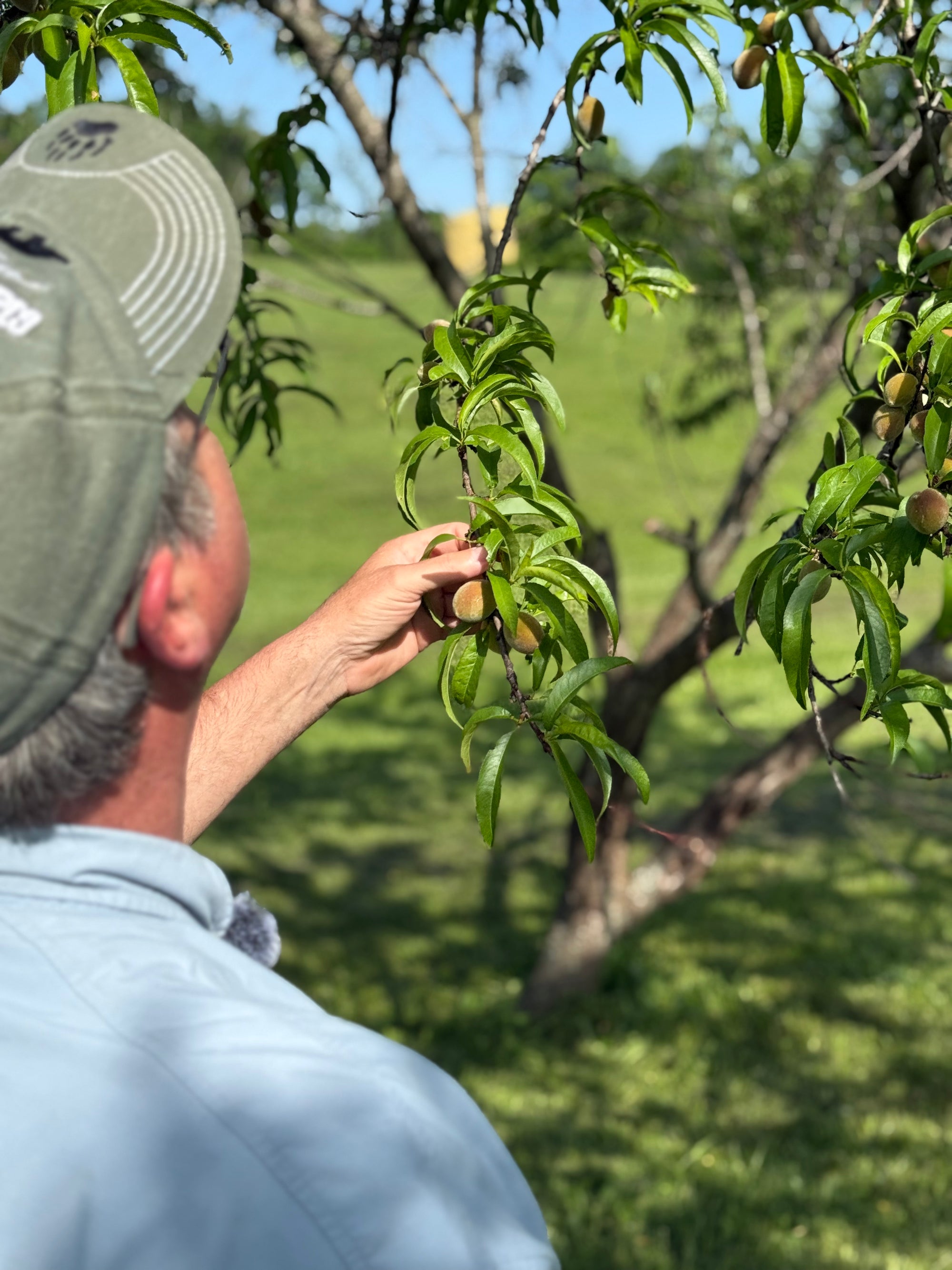 Homesteading Class: Trees, Berries & Vines - Ticket
