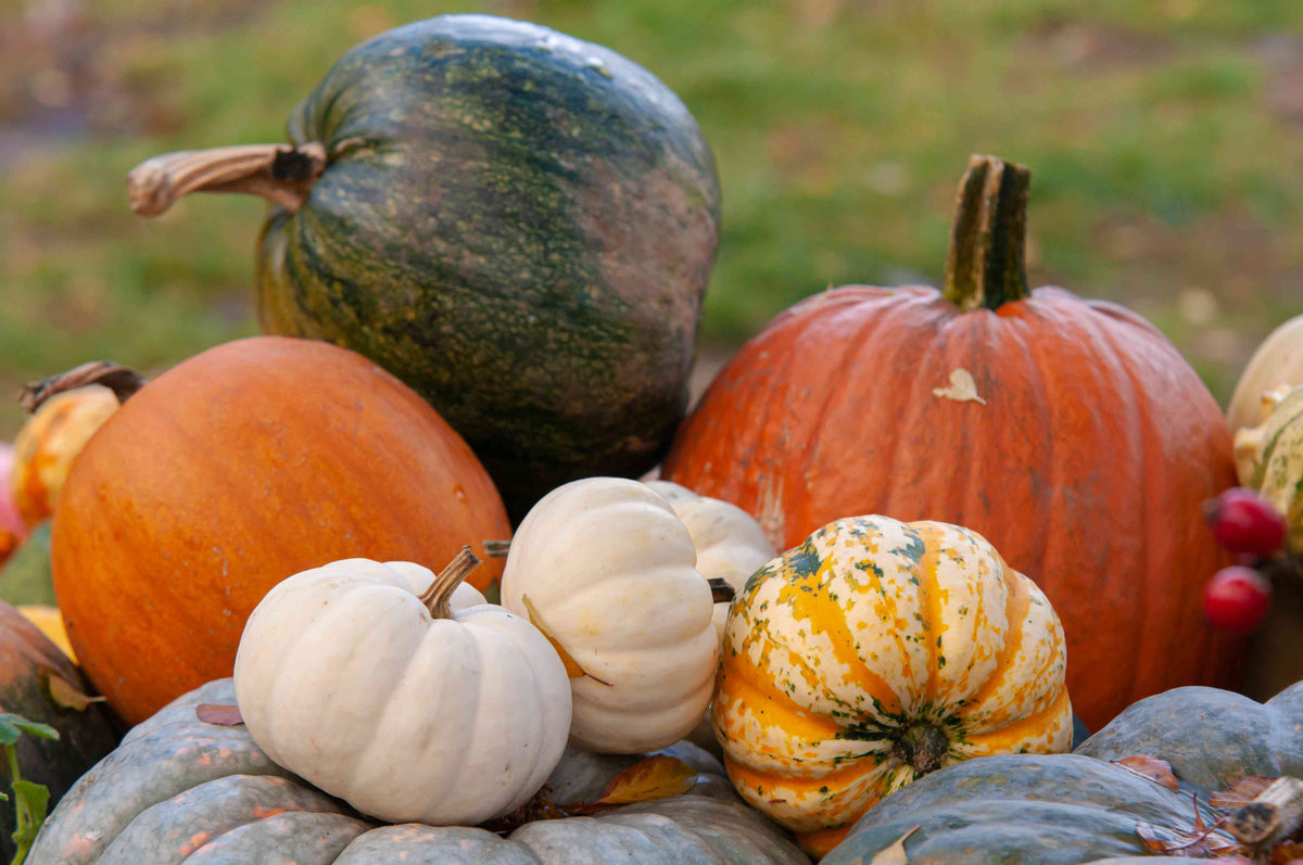Wine and Craft – Pumpkin Painting Oct 22